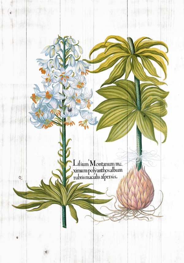 Plakat z białą lilią