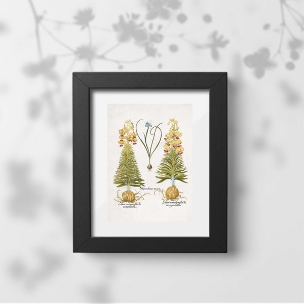 Plakat z cebulami roślinnymi