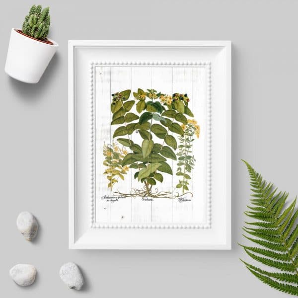 Plakat z dziurawcem zwyczajnym do pokoju