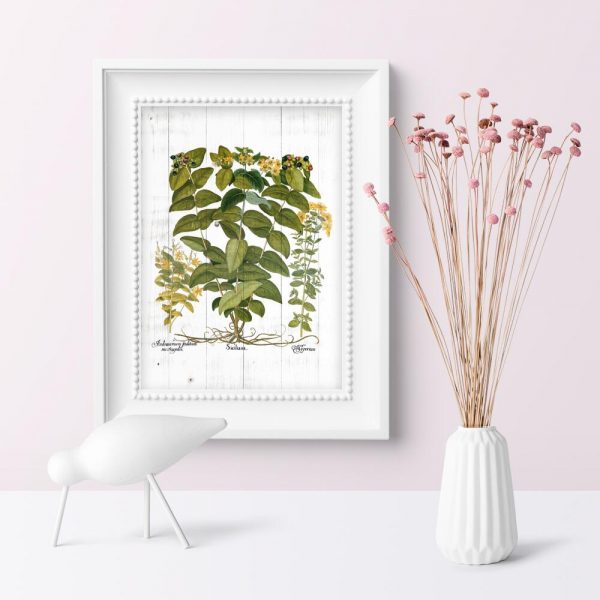 Plakat z dziurawcem zwyczajnym do przedpokoju