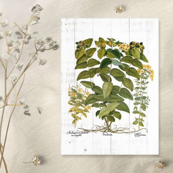 Plakat z dziurawcem zwyczajnym do sypialni