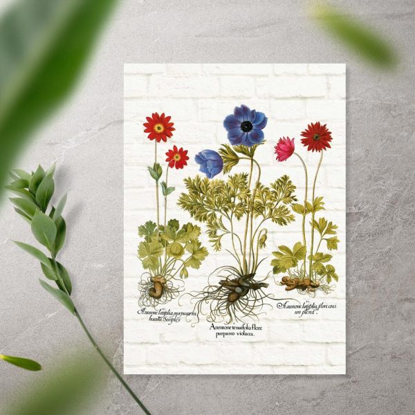 Plakat z gatunkami anemonów