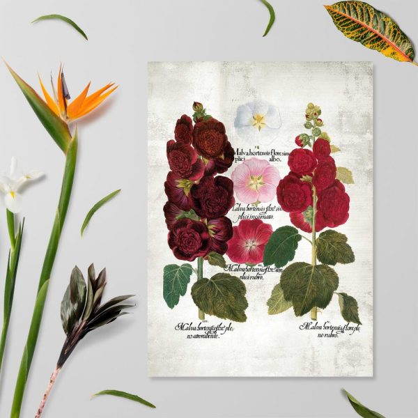 Plakat z gatunkami ślazu