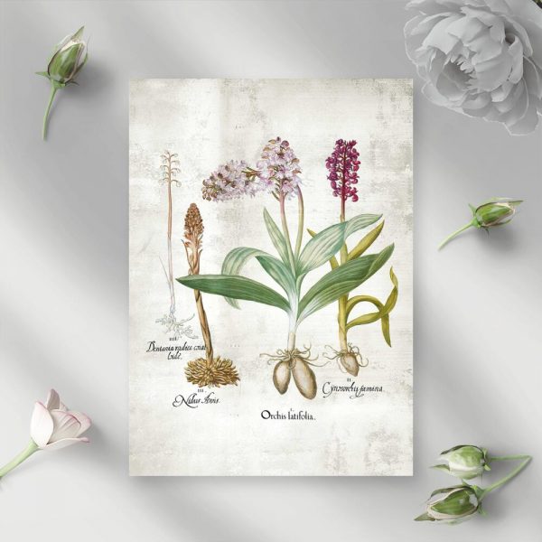 Plakat z gatunkami storczyków