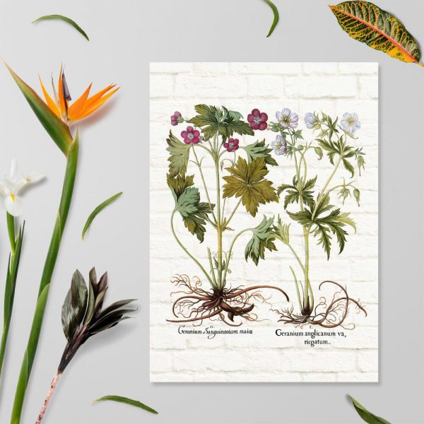 Plakat z geranium