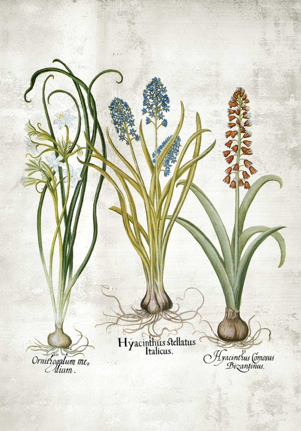 Plakat z hiacyntami