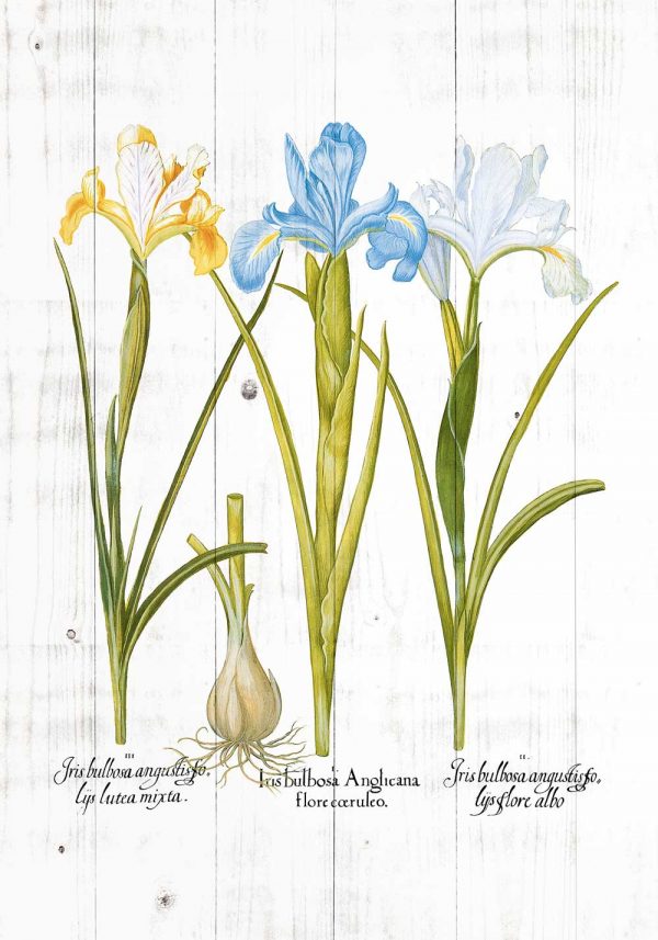 Plakat z irysami na tle desek