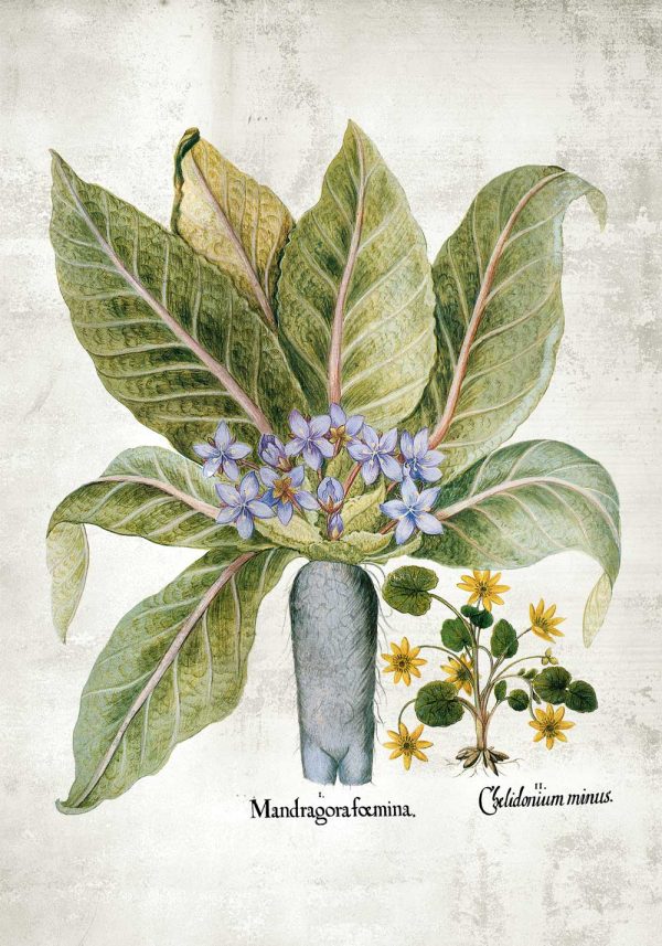 Plakat z korzeniem mandragory