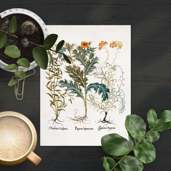 Plakat z krwawnikiem