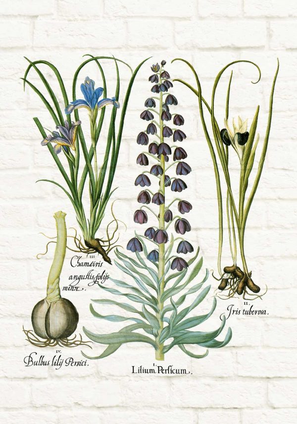 Plakat z kwiatami cebulowymi