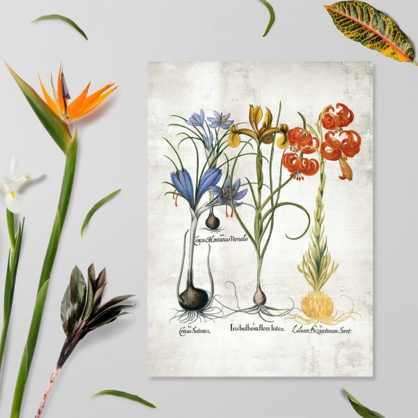 Plakat z kwiatami cebulowymu