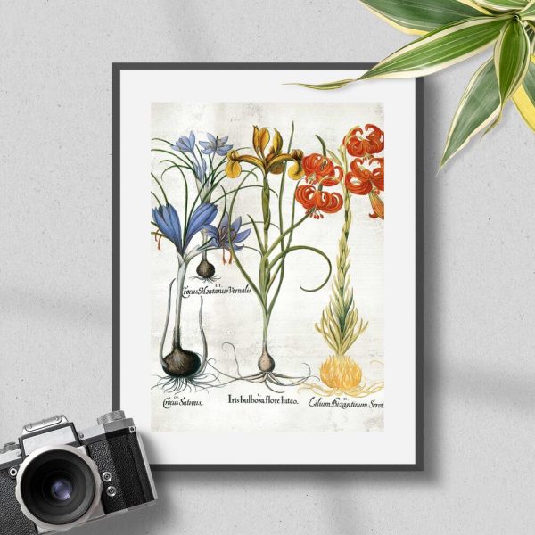 Plakat z kwiatami i ich cebulami