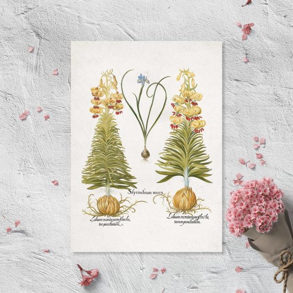 Plakat z kwiatami: irys i lilia