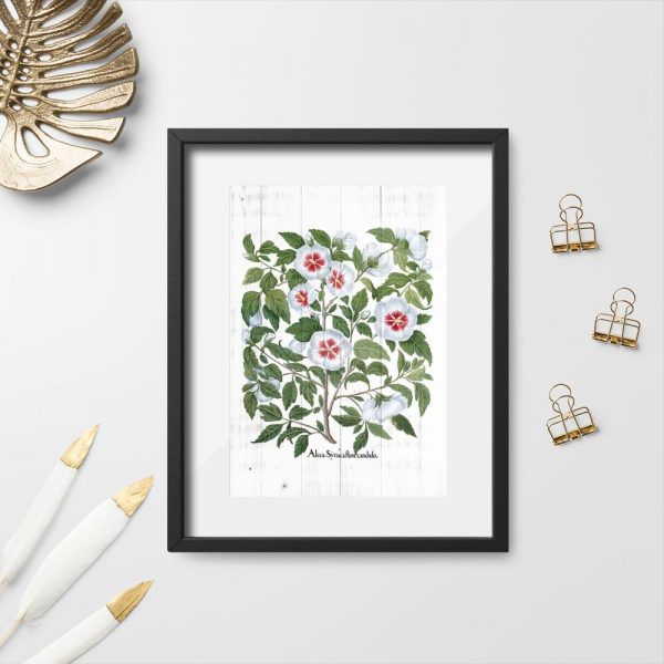 Plakat z kwiatami malwy