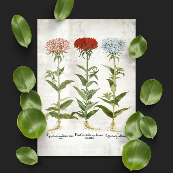 Plakat z kwiatami ogrodowymi