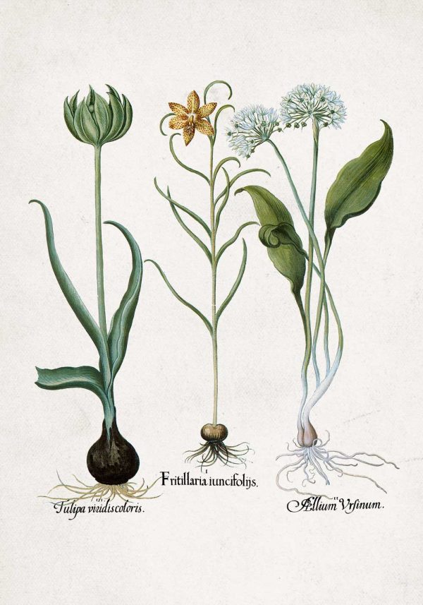 Plakat z kwiatem szachownicy cesarskiej