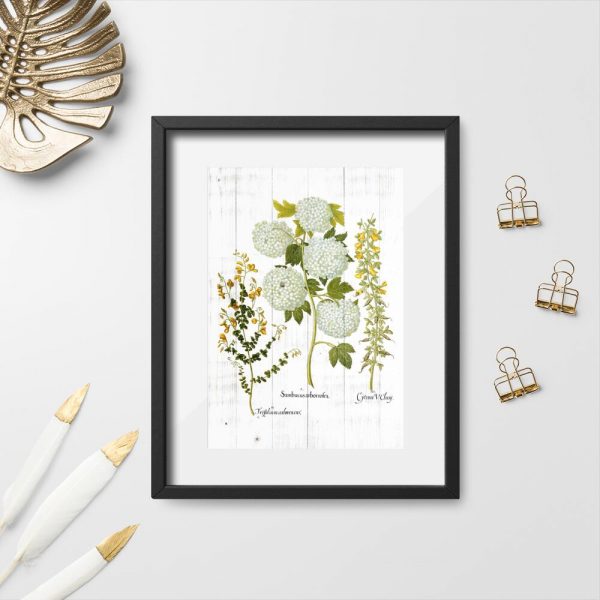 Plakat z kwiatostanem kaliny