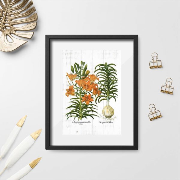 Plakat z łacińskimi nazwami lilii