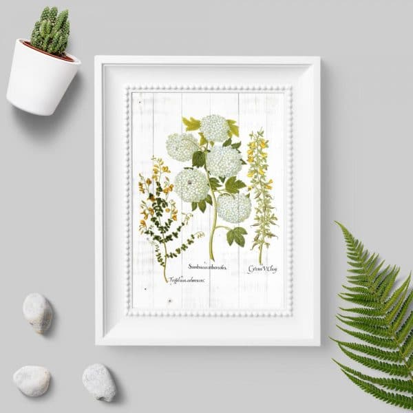 Plakat z łacińskimi nazwami roślin