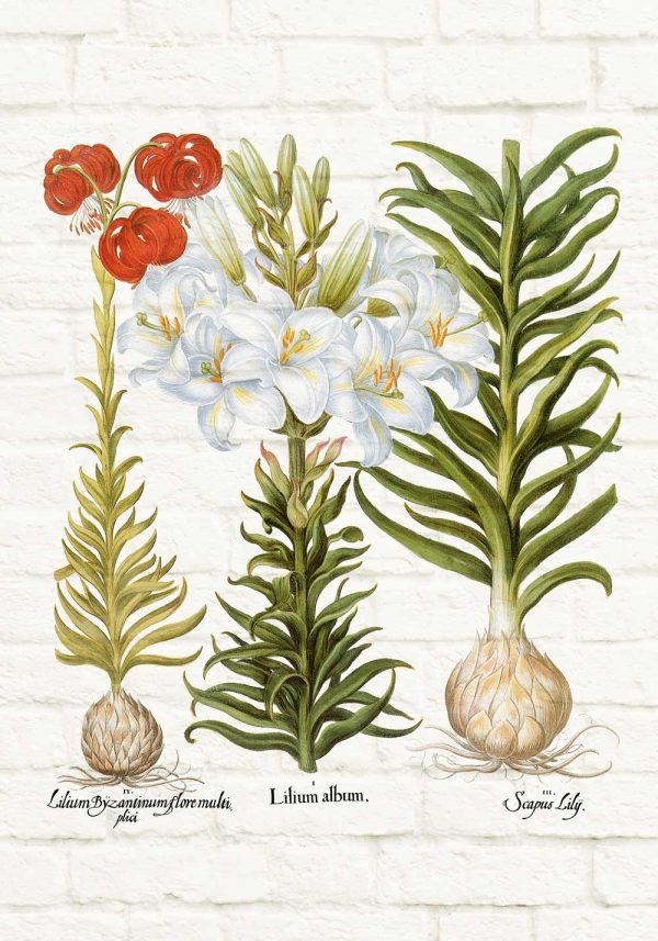 Plakat z lilią