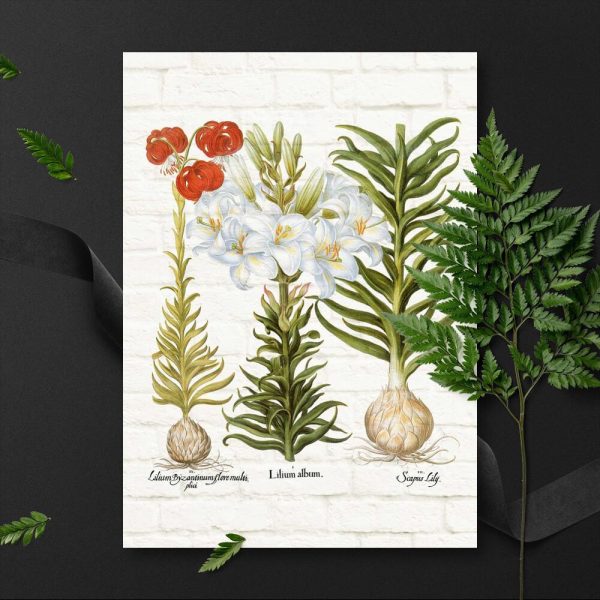 Plakat z lilią do przedpokoju