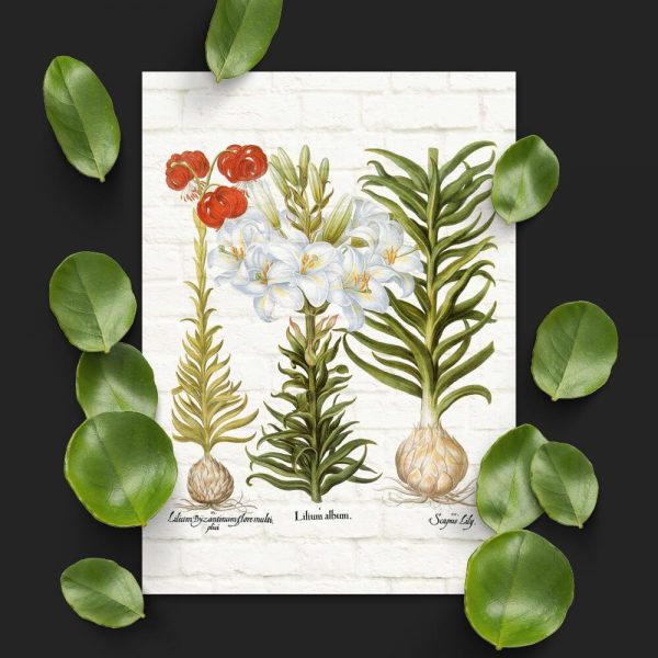 Plakat z lilią do sypialni