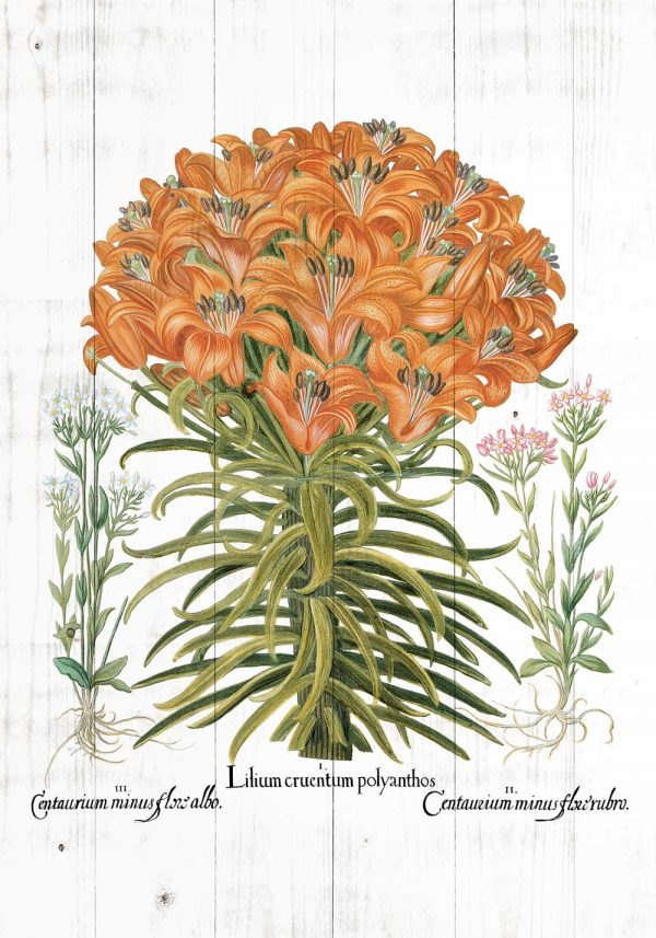 Plakat z lilia tygrysią