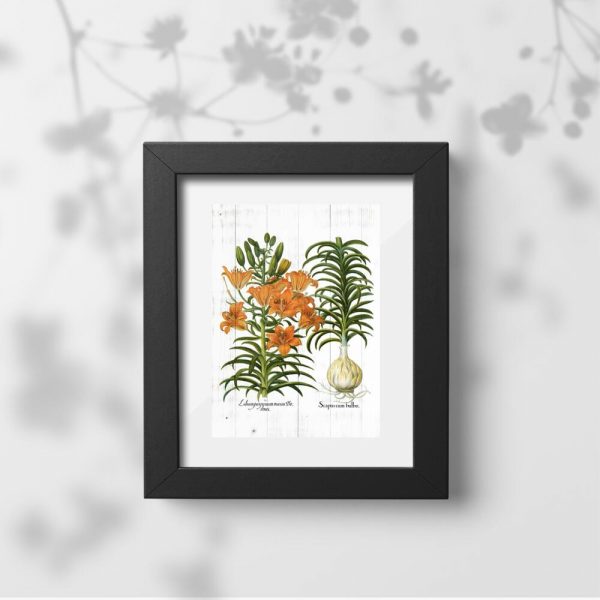 Plakat z lilijkami i łacińskimi nazwami
