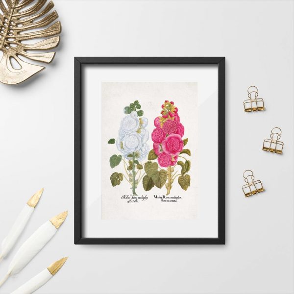 Plakat z malwą ogrodową