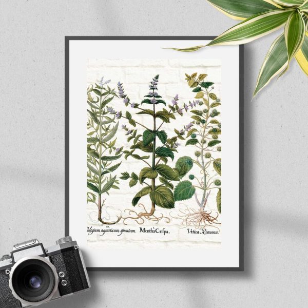 Plakat z miętą