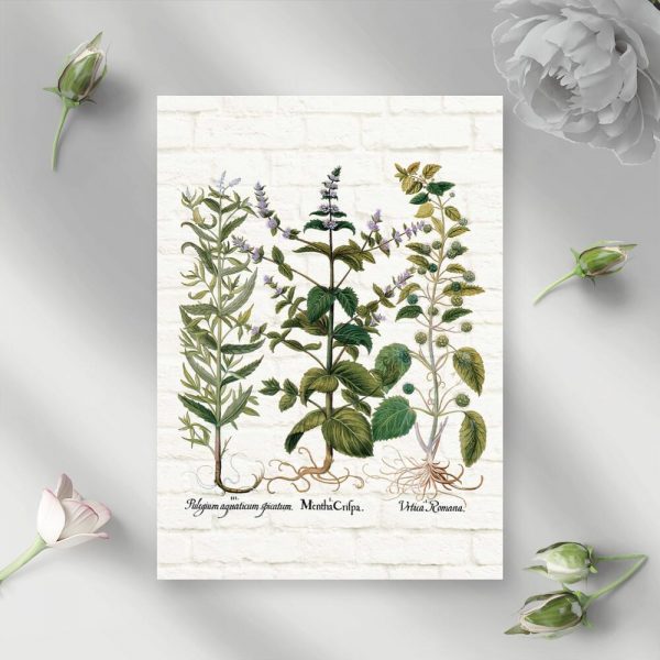 Plakat z miętą i pokrzywą