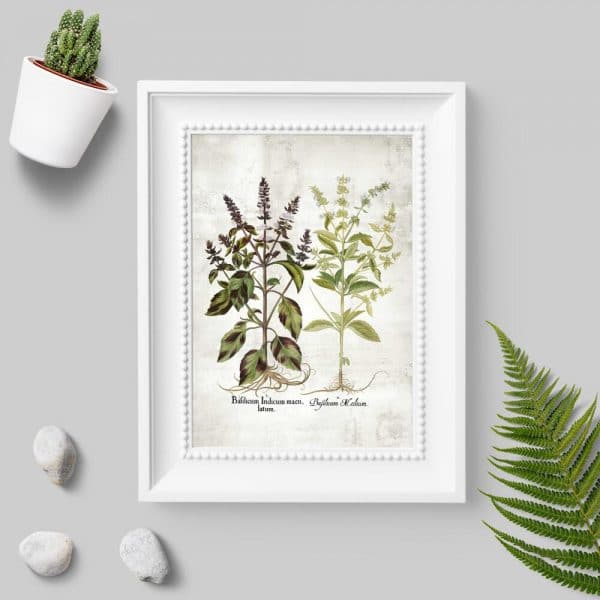 Plakat z motywem bazylii