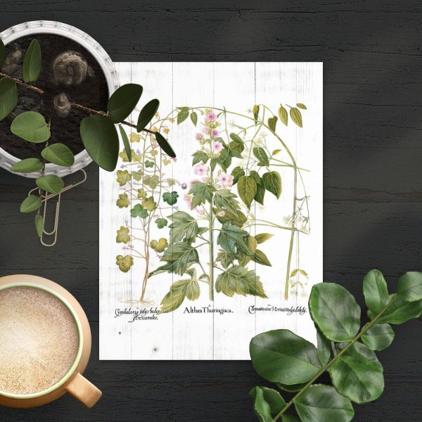 Plakat z motywem botanicznym