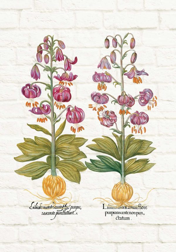 Plakat z motywem fioletowej lilii