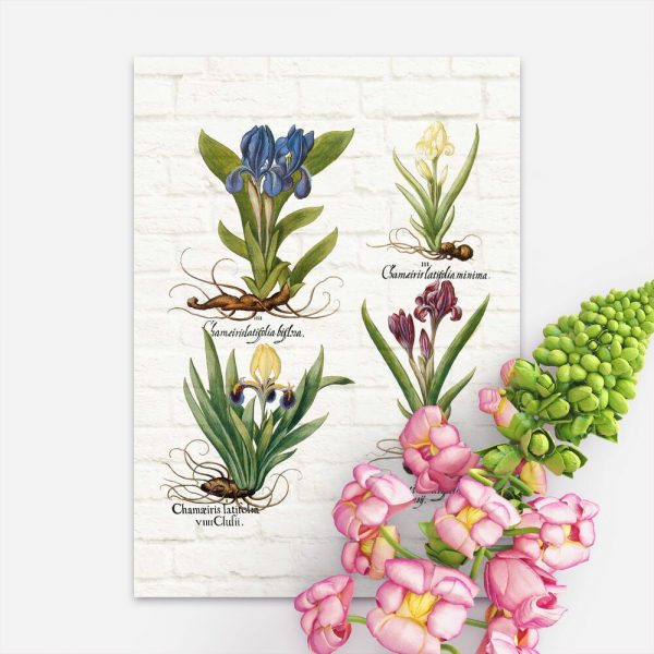 Plakat z motywem irysów