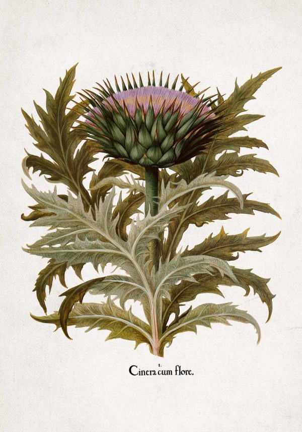 Plakat z motywem karczocha