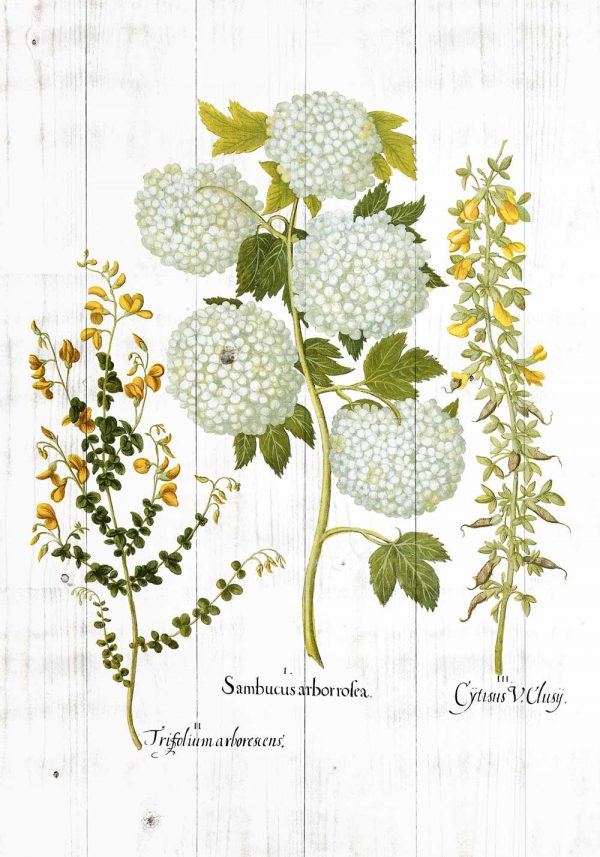 Plakat z motywem kwitnących roslin