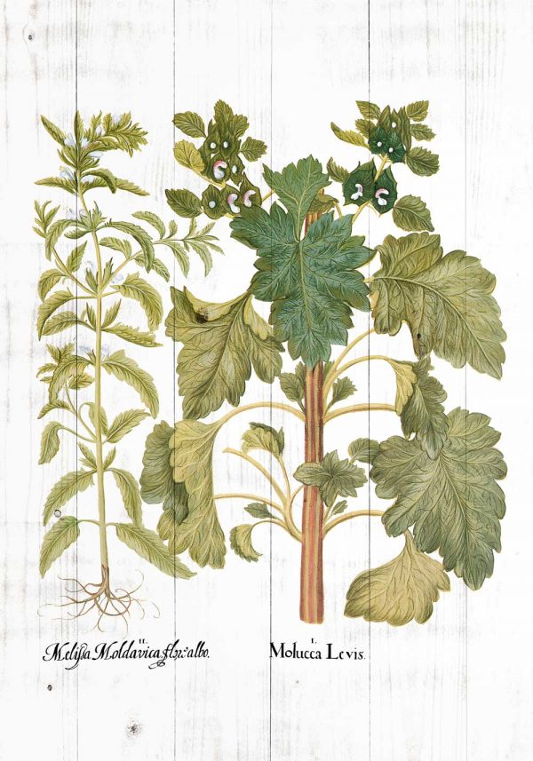 Plakat z motywem melisy