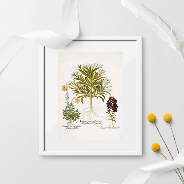 Plakat z motywem roślin łąkowych