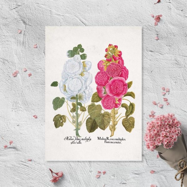 Plakat z motywem ślazu