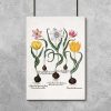 Plakat z motywem tulipanów do jadalni