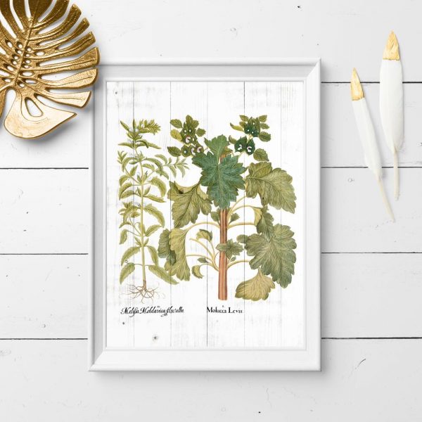 Plakat z motywem ziół