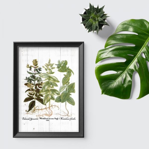 Plakat z motywem ziół