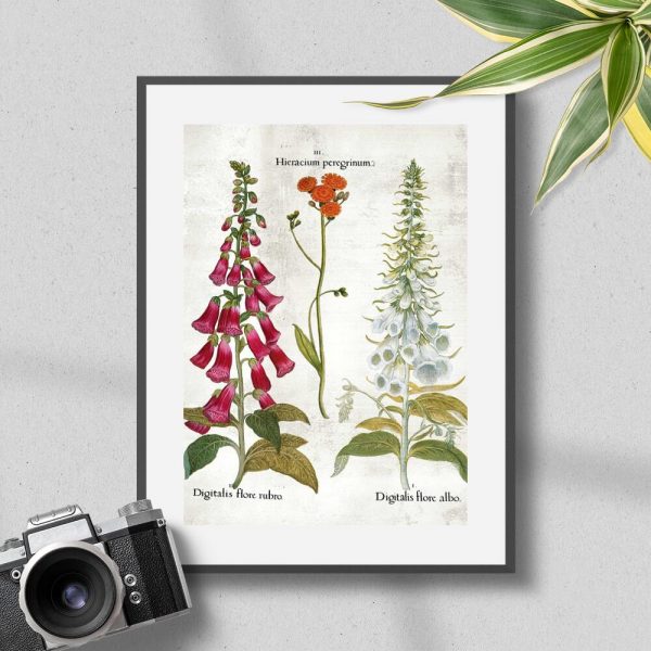 Plakat z naparstnicą białą
