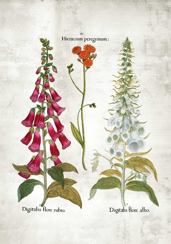 Plakat z naparstnicą purpurową
