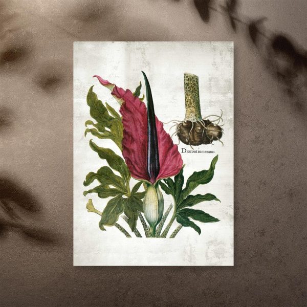 Plakat z naukową nazwą rośliny zielnej