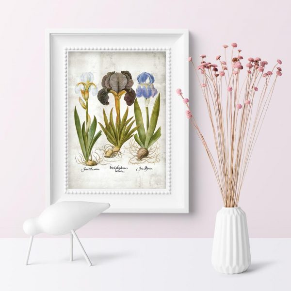 Plakat z nazwami łacińskimi irysów