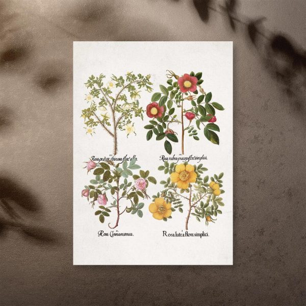 Plakat z nazwami łacińskimi róż