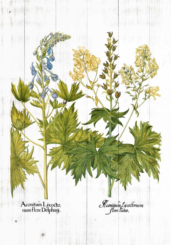 Plakat z niebieskim tojadem do biura