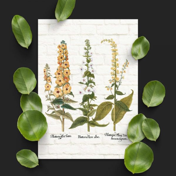 Plakat z odmianami dziewanny